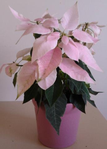 Le poinsettia